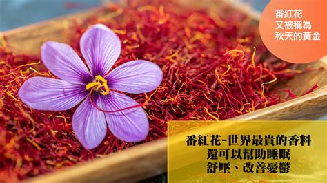 番紅花禁忌|醫砭 » 常用中藥 » 藏紅花